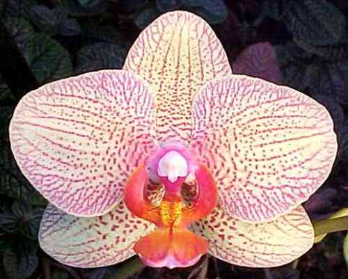 Phalaenopsis Brother Lancer 348